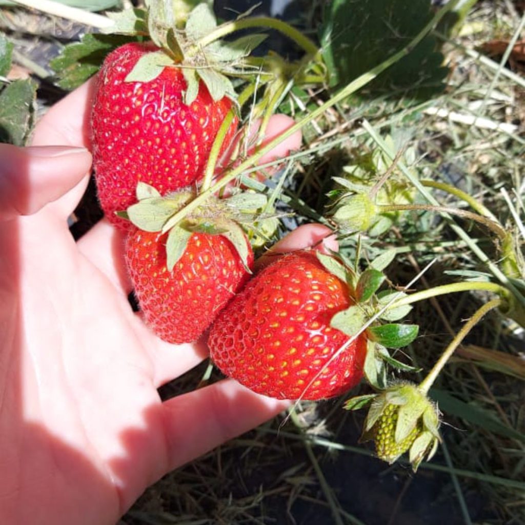 Organic strawberries