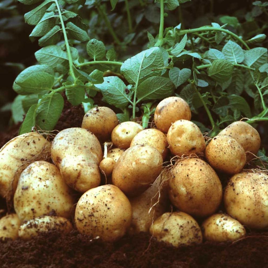 Potato production